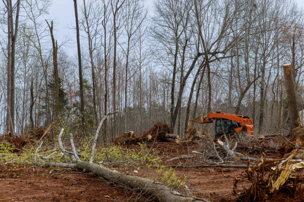 Best Tree Disease Treatment  in Florence, KY