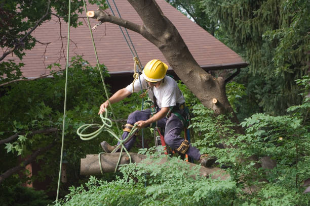 Best Fruit Tree Pruning  in Florence, KY