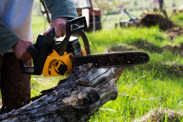 Best Arborist Consultation Services  in Florence, KY